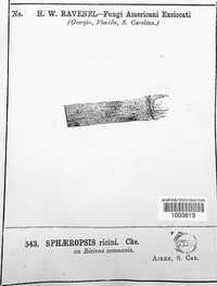 Sphaeropsis ricini image